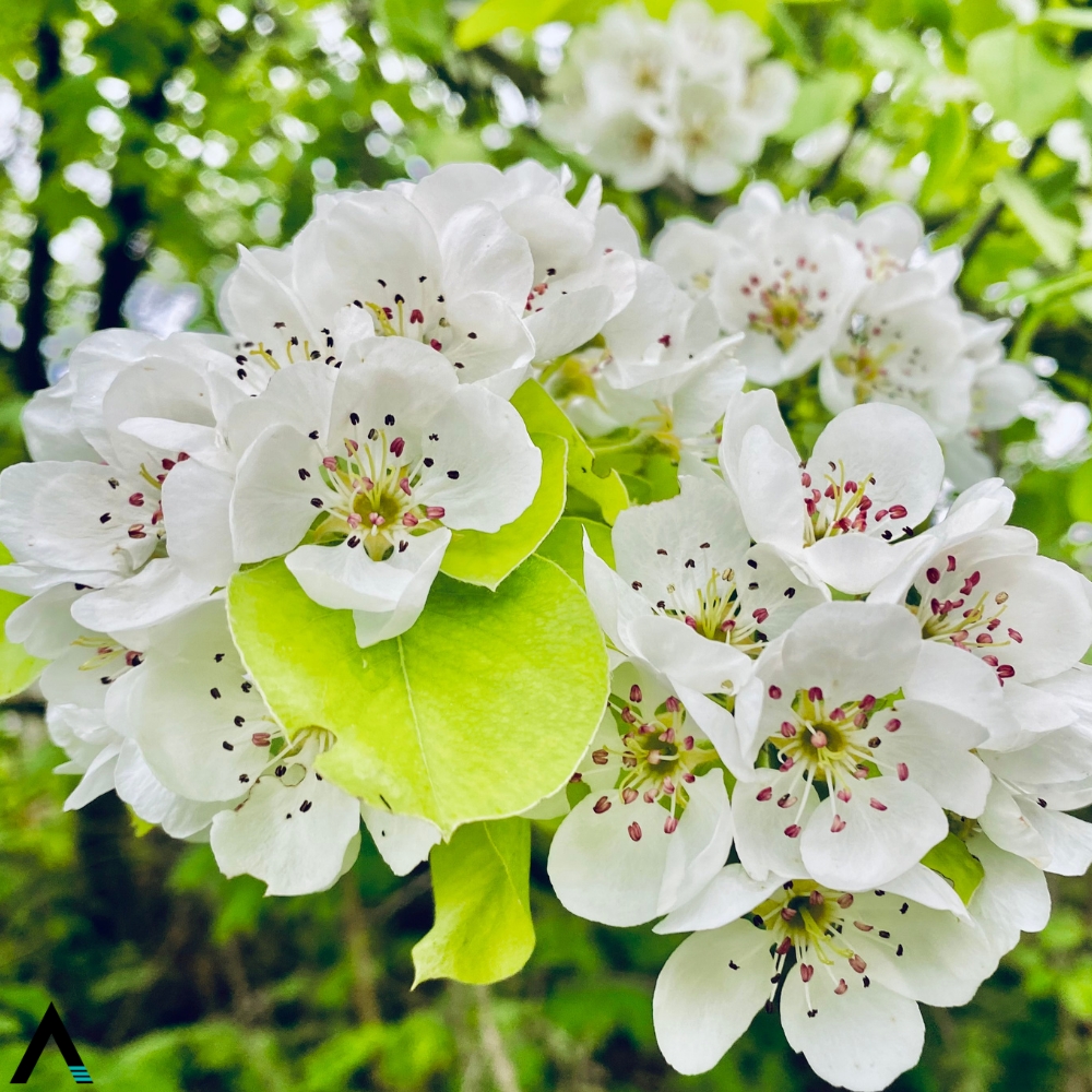 flor de peral